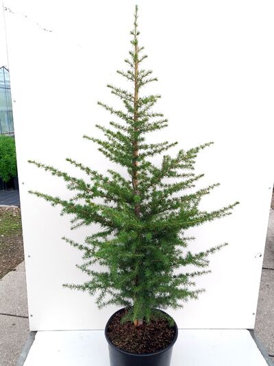 Libanon-Zeder (Cedrus libani) im schwarzen C20-Topf, 100–125 cm, junger Nadelbaum mit aufrechtem Stamm und waagerechten Ästen.