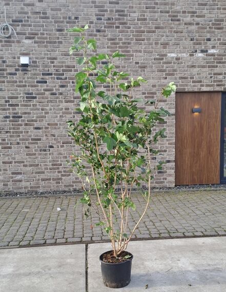 Gemeiner Schneeball  / Gemeiner Schneeball