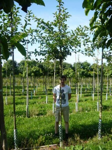 Malus 'Red Sentinel' / Zierapfel 'Red Sentinel' Hochstamm, 8-10 StU, mit Ballen, schlanker Stamm mit grüner Krone im Feld