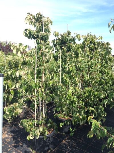 Nuttalls Blüten-Hartriegel (Cornus nuttallii) 'Eddie's White Wonder', Solitär im Container C50, 175–200 cm, mit grünem Laub