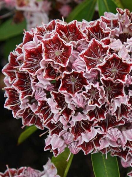 Lorbeerrose 'Goodrich' / Berglorbeer 'Goodrich' / Kalmia latifolia 'Goodrich'