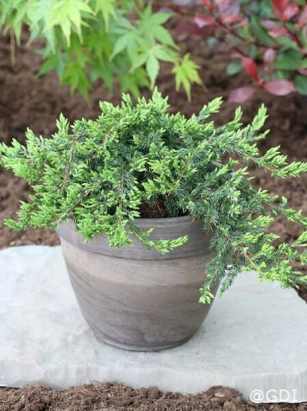 Kriechender Wacholder 'Repanda' (Juniperus communis 'Repanda') als flach wachsender Nadelstrauch im Pflanzgefäß.