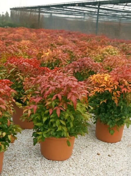 Nandina domestica 'Firepower' / Himmelsbambus 'Firepower' 50-60 cm C15 im Topf, buschiger Wuchs mit rot-grünem Laub