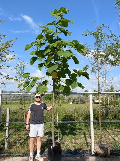 Blauglockenbaum / Paulownie / Kiribaum / Blauglockenbaum / Paulownie / Kiribaum