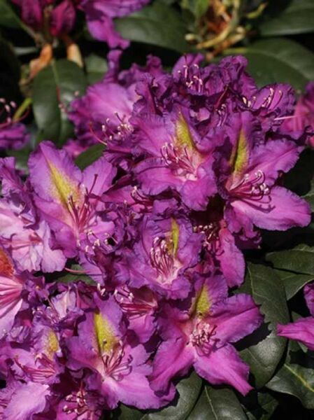 Rhododendron 'Libretto' / Rhododendron Hybride 'Libretto'