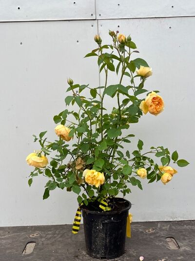 Rosa 'Lady Emma Hamilton ®' – Englische Rose 'Lady Emma Hamilton' A-Qualität C5 im Topf mit gelb-orangen Blüten und Knospen