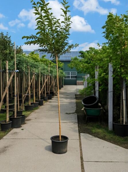 Prunus subhirtella 'Autumnalis' / Winterkirsche 'Autumnalis' Hochstamm 10-12 StU im Container, belaubter Baum im Topf