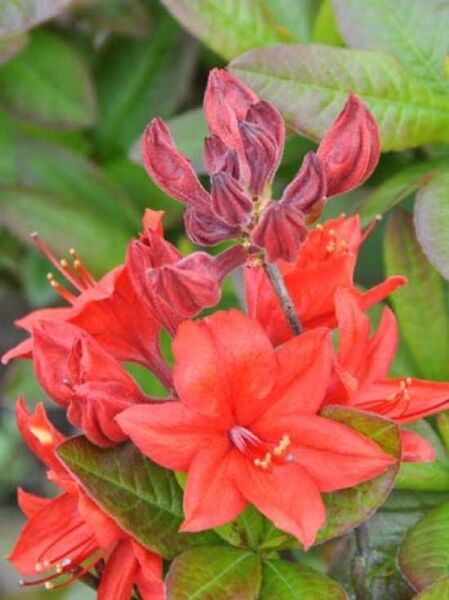 Azalea luteum 'Nabucco' (Knap-Hill) / Laubabwerfende Azalee 'Nabucco'