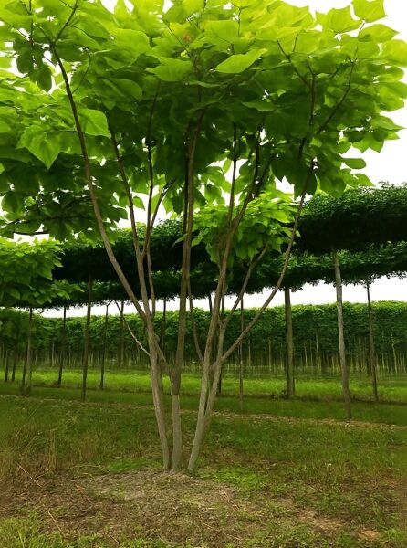 Mehrstämmiger Trompetenbaum (Catalpa bignonioides) 450–500 cm mit dichtem grünen Laub und mehreren Stämmen.