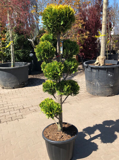 Garten Bonsai Chamaecyparis Lawsoniana Ivonne H Cm Kaufen