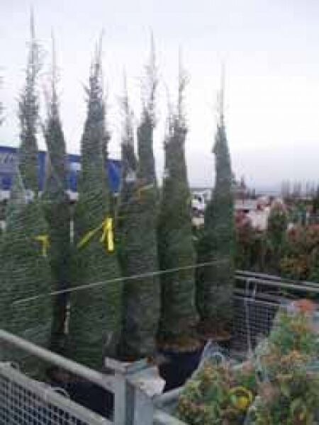 Irischer Säulen-Wacholder / Irischer Säulen-Wacholder