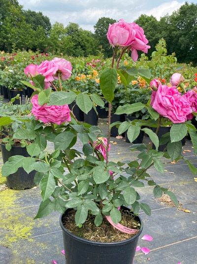 Englische Rose 'Gertrude Jekyll' (Rosa 'Gertrude Jekyll ®') A-Qualität C5 mit pinken Blüten im Topf, grünes Laub