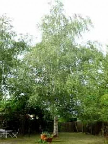 Lindenblättrige Birke / Maximowiczs-Birke / Betula maximowicziana