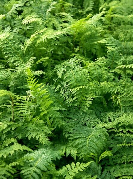 Polystichum setiferum 'Wollastonii' / Filigranfarn 'Wollastonii' mit dichtem, fein gefiedertem, grünem Farnlaub