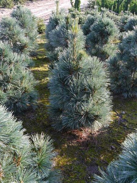 Biegsame Kiefer 'Vanderwolf's Pyramid' / Pinus flexilis 'Vanderwolf's Pyramid'