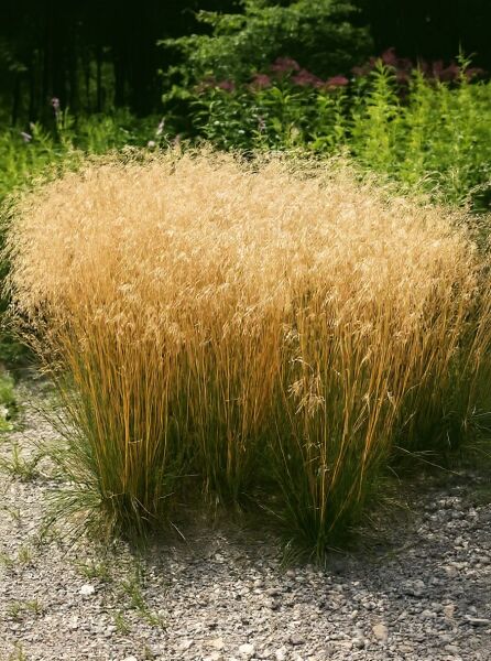 Deschampsia cespitosa (Wald-Schmiele) als horstbildendes Ziergras mit schmalen Halmen und lockeren, hellen Blütenrispen