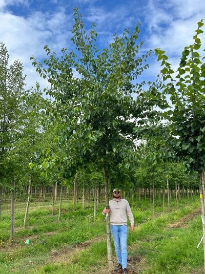 Alnus cordata, Herzblättrige Erle (Italienische Erle) Hochstamm 20-25 StU, Baum mit geradem Stamm und grünen Blättern