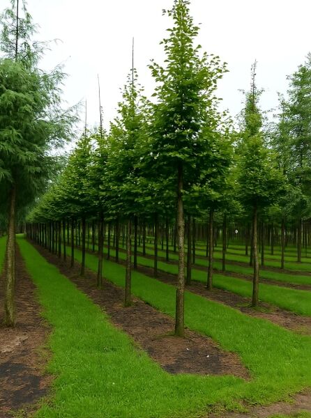 Rot-Buche (Fagus sylvatica) Hochstamm 25-30 StU, gerader Stamm mit dichtem grünen Laub, in Baumschulreihe stehend.