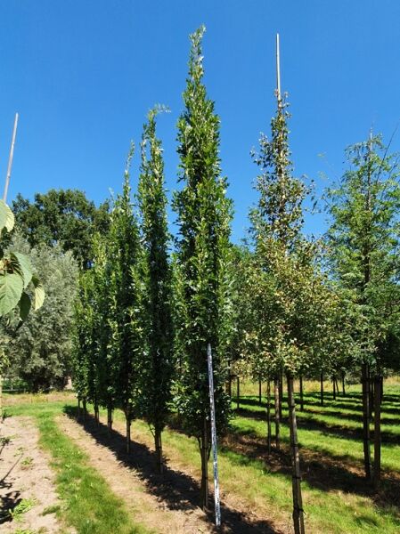 Quercus palustris 'Green Pillar' / Säulen-Sumpfeiche 'Green Pillar', Heister 18-20 StU mit Drahtballen, schlanker Wuchs in Reihe