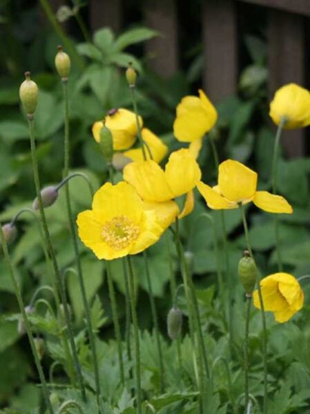 Wald-Scheinmohn / Kambrischer Scheinmohn / Meconopsis cambrica
