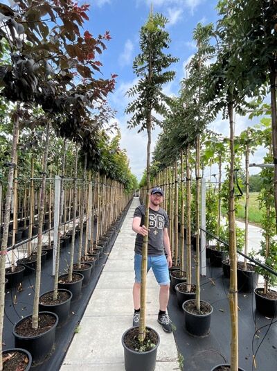 Sorbus aucuparia (Gemeine Eberesche/Vogelbeere) Hochstamm 10-12 StU im Container, schlanker Stamm mit Krone im Topf