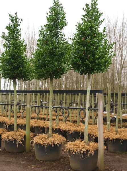 Ilex mutchagara 'Nellie R. Stevens' / Stechpalme 'Nellie R. Stevens' Hochstamm 200 cm, Stamm 18–20 StU, im Container mit grünen Blättern