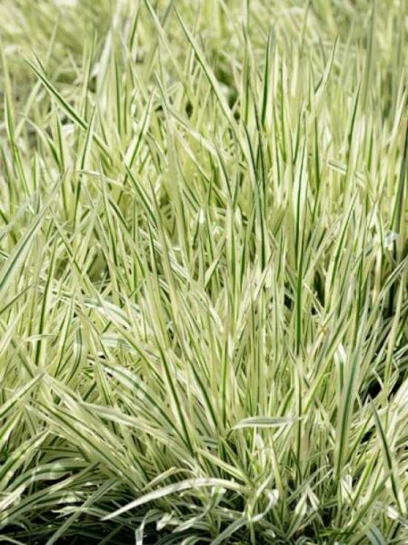 Honiggras 'Albovariegatus' / Holcus mollis 'Albovariegatus'
