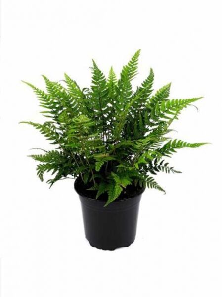 Polystichum tsus-simense / Schmaler Schildfarn C2, grüner Farn mit gefiederten Wedeln im schwarzen Pflanztopf