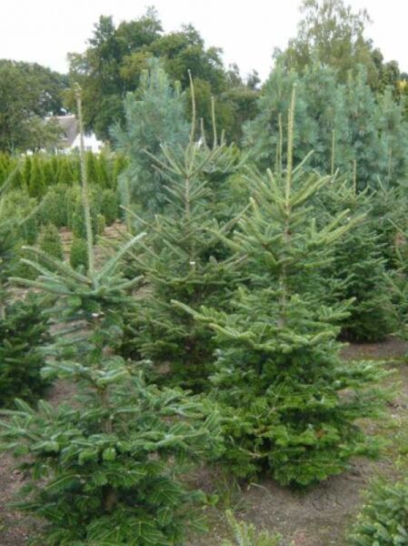 Fraser-Tanne (Abies fraseri) 150–175 cm, immergrüner Nadelbaum mit kegelförmigem Wuchs und dichtem Astwerk im Feldbestand.