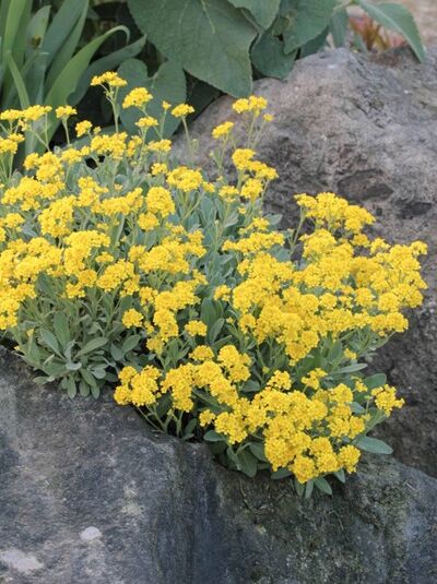 Alyssum saxatile 'Plenum' / Steinkraut 'Plenum'