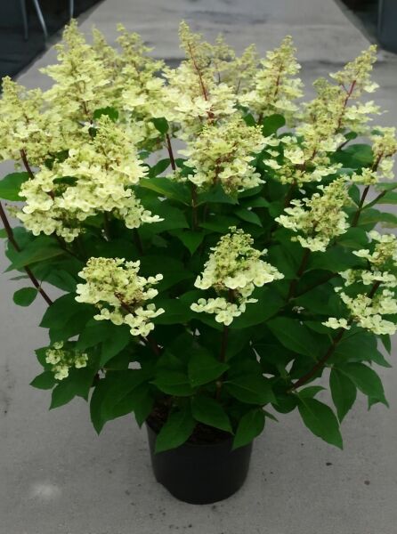 Rispen-Hortensie „Pinky Winky ®“ (Hydrangea paniculata „Pinky Winky ®“), 60–80 cm, C20, mit cremeweißen Rispenblüten im Topf