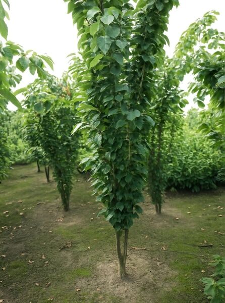 Prunus serrulata 'Amanogawa' / Säulen-Zierkirsche 'Amanogawa' 300-350 cm m. Db., säulenförmiger Baum mit grünem Laub