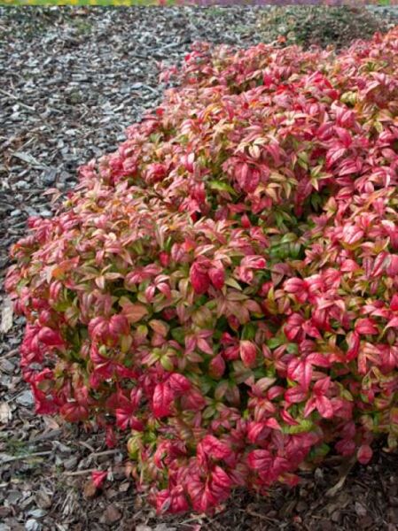 Himmelsbambus 'Firepower' / Nandina domestica 'Firepower'