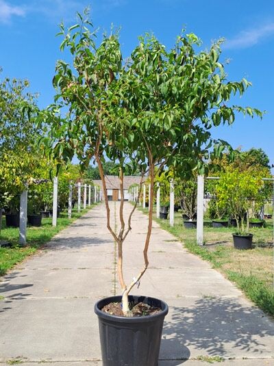 Sieben-Söhne-des-Himmels-Strauch 'mehrstämmig' 200-250 cm / Heptacodium miconioides (876295)