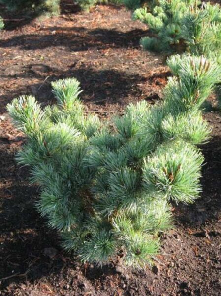 Pinus pumila 'Glauca' / Blaue Kriech-Kiefer
