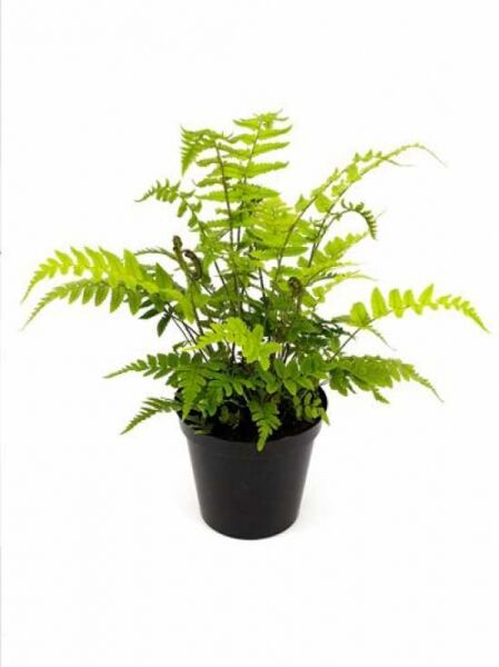 Elefantenrüsselfarn (Dryopteris atrata / Dryopteris hirtipes) im Topf, grüne gefiederte Farnwedel, Variante P11.