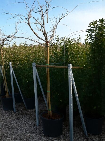 Wisteria sinensis 'Prematura' / Chinesischer Blauregen 'Prematura' als Hochstamm im Container, angebunden und gestützt.