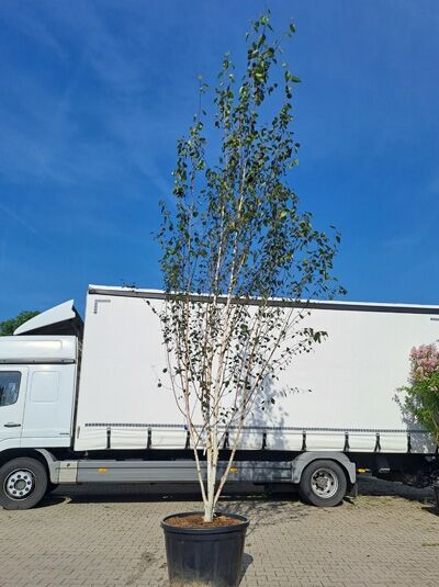 Weißrindige Himalaja-Birke 'Schirmform' 450-500 cm  / Betula utilis jacquemontii (874235)