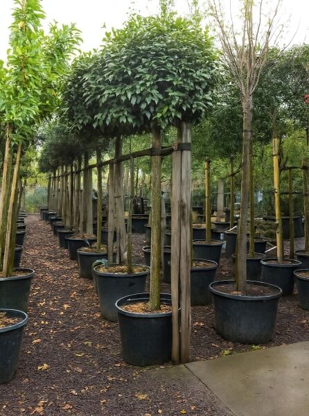 Wintergrüne Ölweide (Elaeagnus ebbingei) Hochstamm 14-16 StU im Container, rund geschnittene Krone, im Topf mit Stützpfahl.