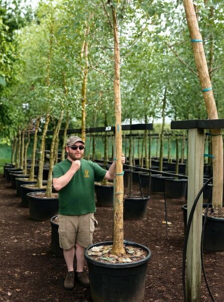 Mostgummi-Eukalyptus (Eucalyptus gunnii) Hochstamm 20-25 StU im Container mit Stützpfahl in der Baumschule