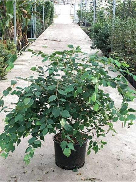 Corylopsis pauciflora (Glockenhasel/Schlüsselblumenstrauch) 100-125 cm C20 im Topf, kompakter Strauch mit grünem Laub.