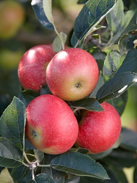 Malus domestica 'Benoni' / Kulturapfel 'Benoni' mit roten Äpfeln am Zweig und grünen Blättern