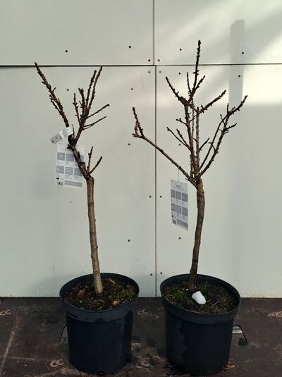 Zwergpfirsich 'Bonanza' / Prunus persica 'Bonanza'