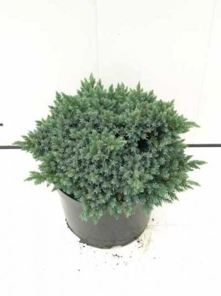 Zwerg-Wacholder 'Blue Star' / Zwerg-Wacholder 'Blue Star'