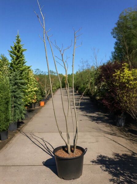Seidenbaum (Albizia julibrissin) 'Ombrella'/'Boubri' 200–250 cm, C50: mehrstämmiger Jungbaum im Container ohne Laub.