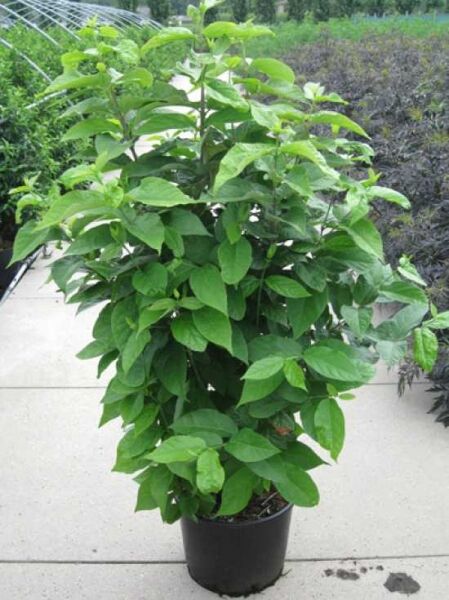 Echter Gewürzstrauch / Karolina-Nelkenpfeffer / Echter Gewürzstrauch / Karolina-Nelkenpfeffer