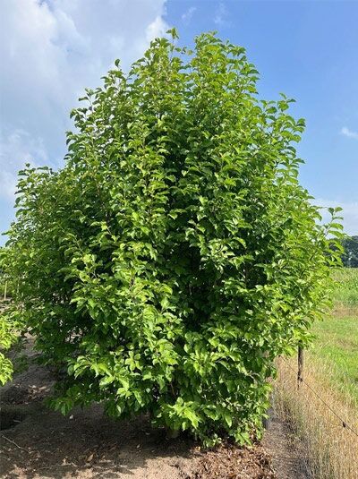 Kobus-Magnolie / Kobushi-Magnolie / Magnolia kobus