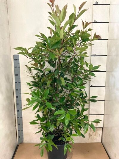 stromanthe plant 3-5 FT Tricolor Stromanthe main image 1