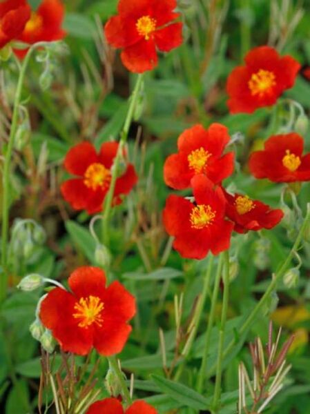 Garten-Sonnenröschen 'Henfield Brilliant' / Helianthemum 'Henfield Brilliant'