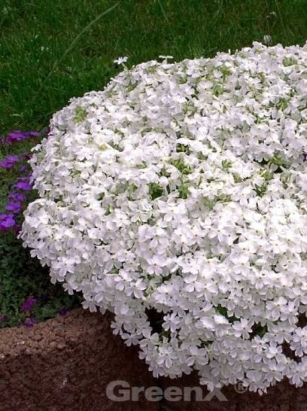 Polster-Phlox 'White Delight' / Phlox subulata 'White Delight'